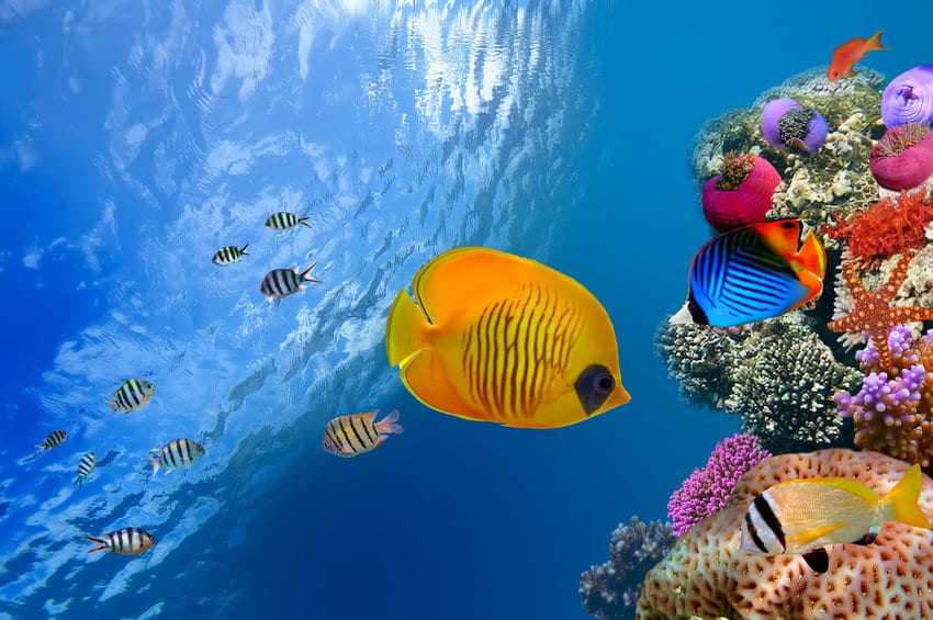 Mystery of color patterns of reef fish solved | The Better Parent