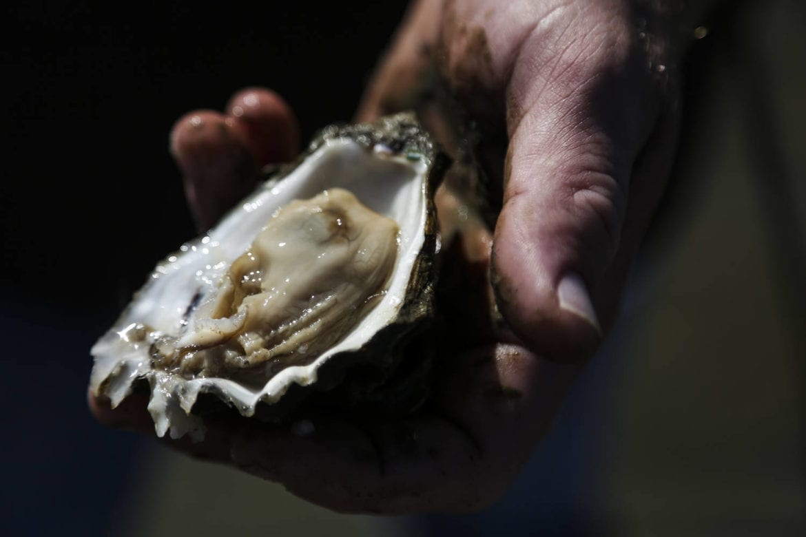 Oyster aquaculture limits disease in wild oyster populations The