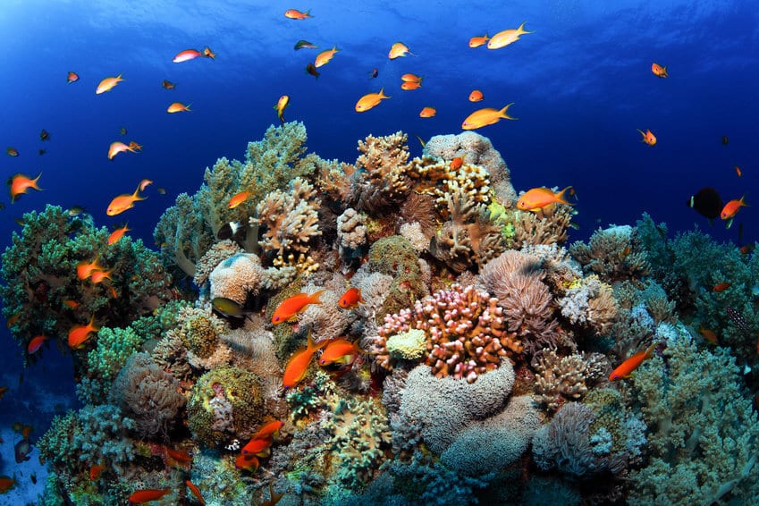 Climate change could make corals go it alone | The Better Parent
