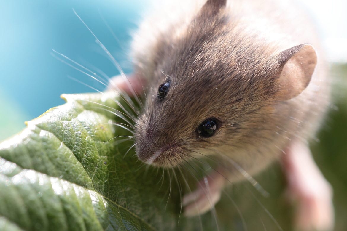 Souris tu es la plus belle