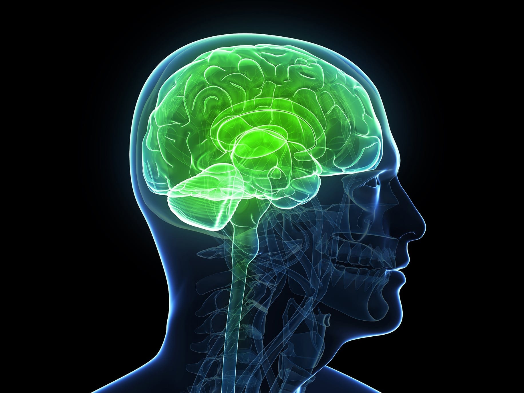 Как функционирует мозг. Мозг работает. Мозг с ушами. Оперативная память мозга человека. Мозг включился.