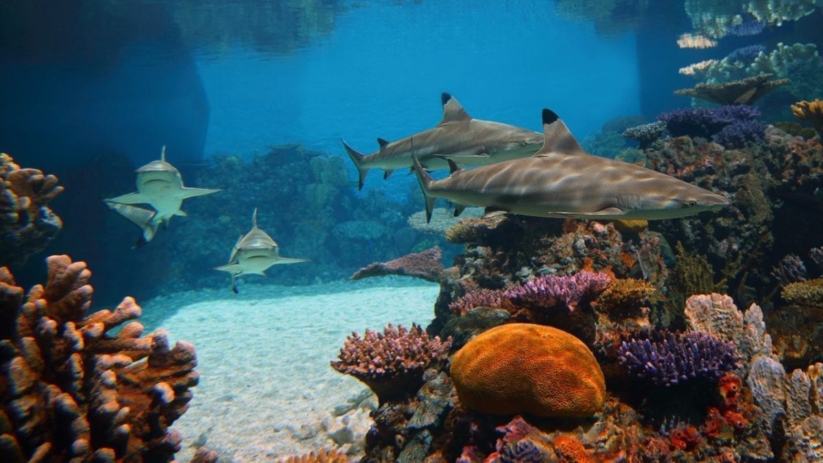 things to do in baltimore sharks swimming in a reef