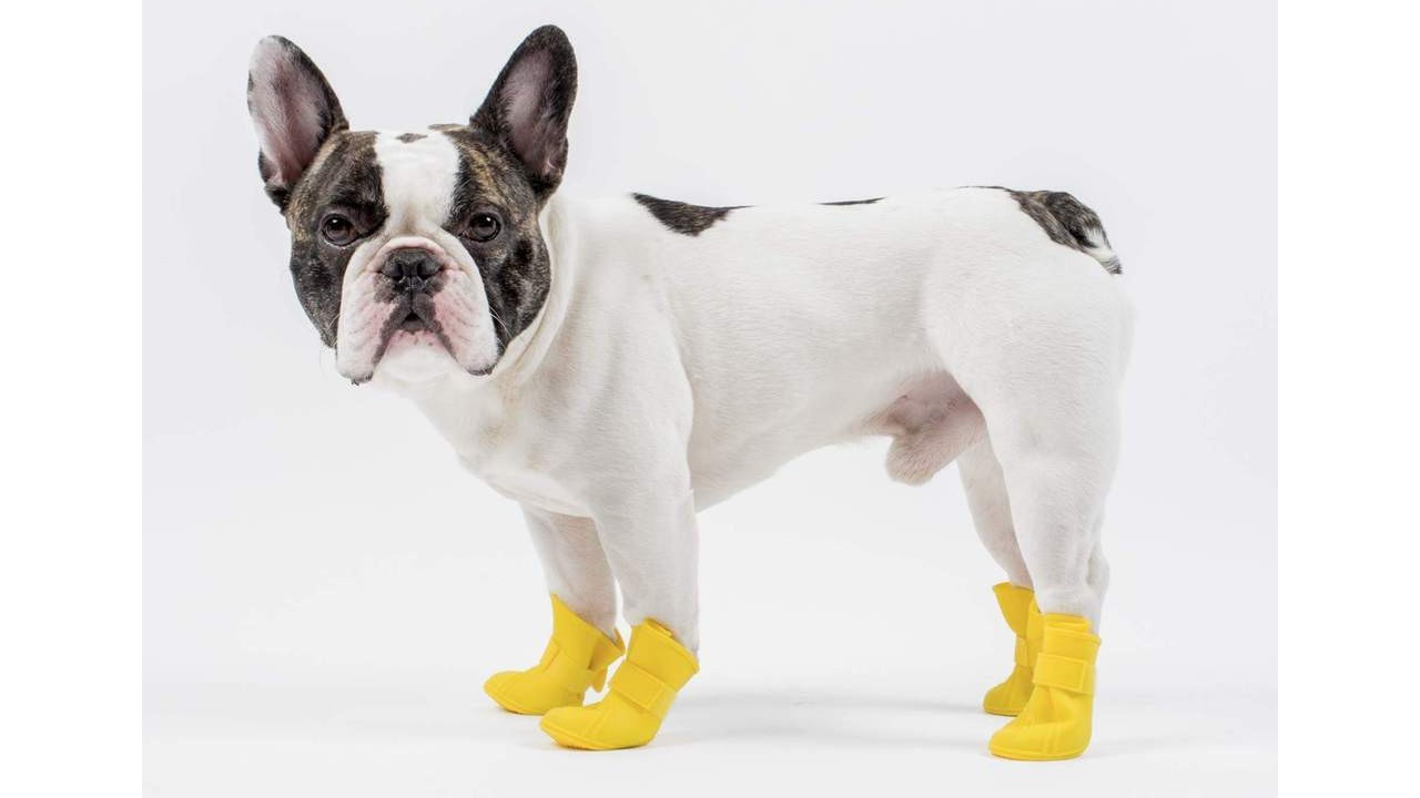 dog wearing yellow boots