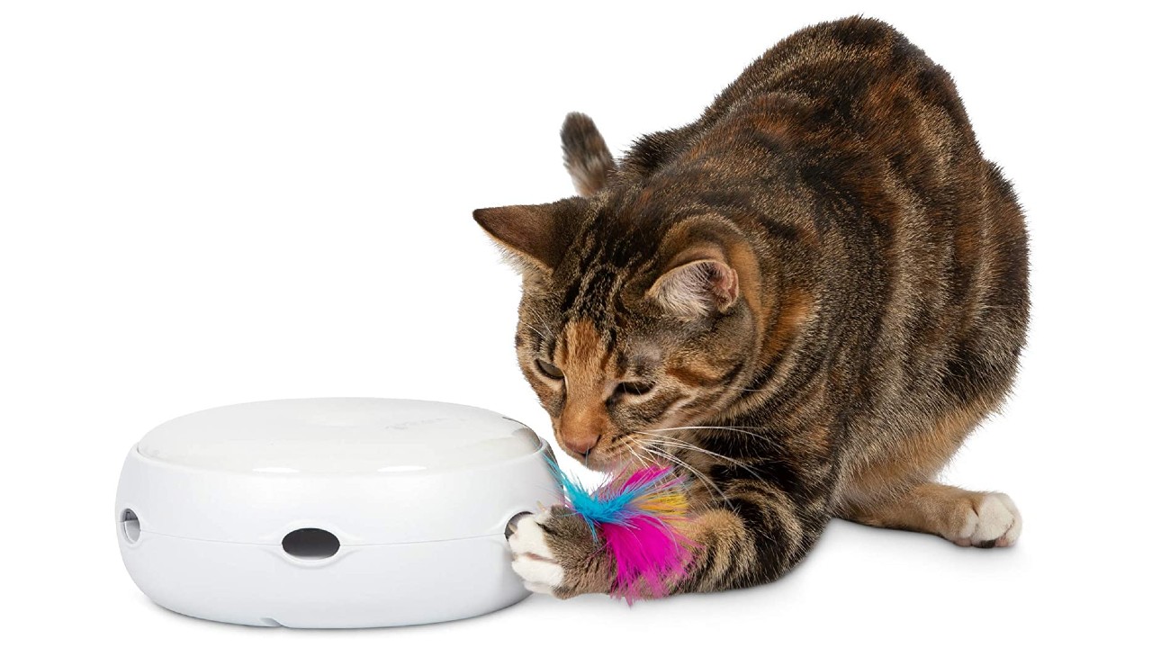 cat playing with interactive cat toy