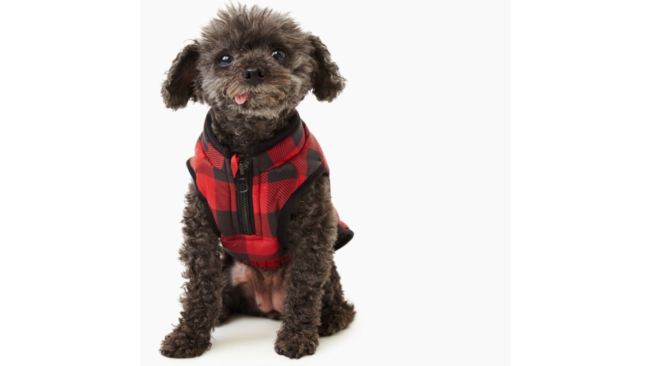 cute dog in plaid puffer jacket for winter