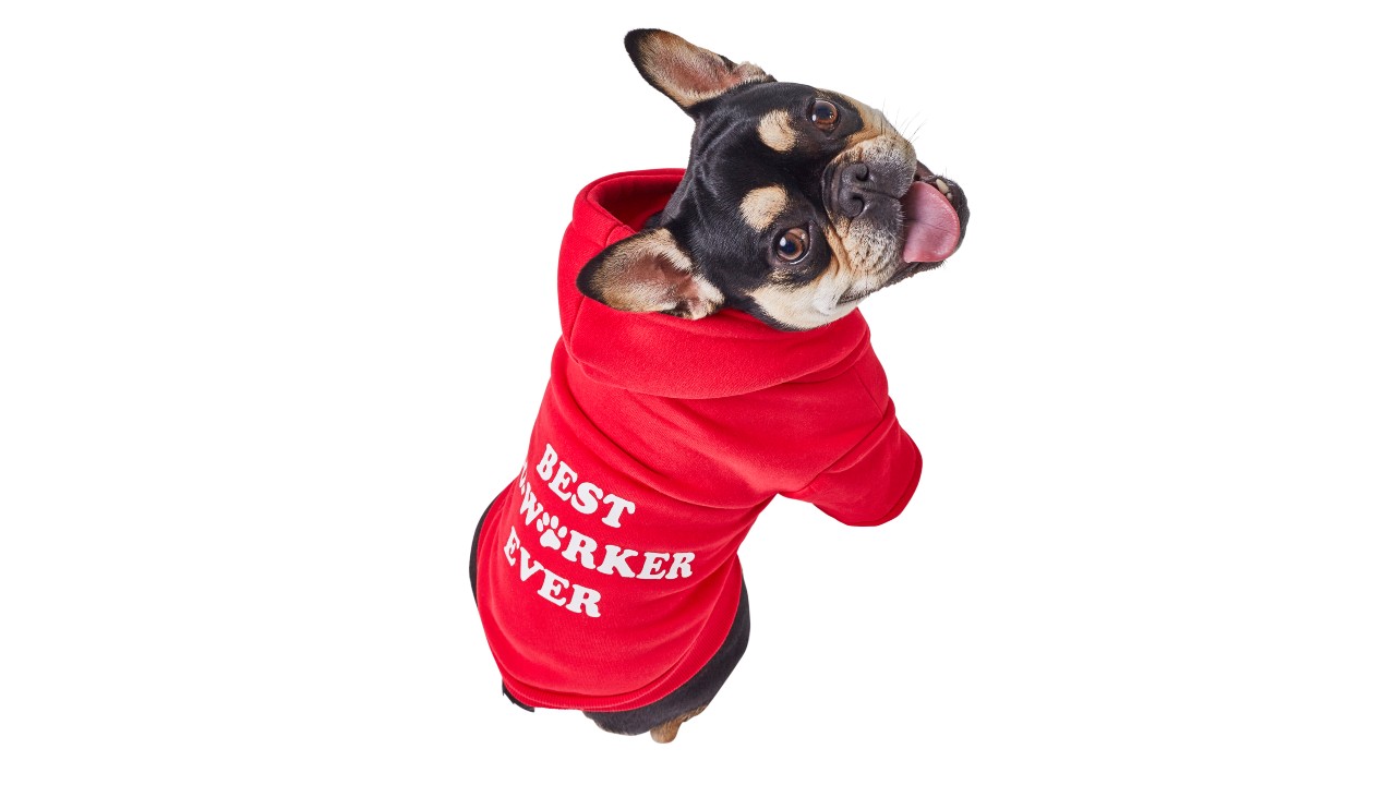 dog wearing red hoodie that says 