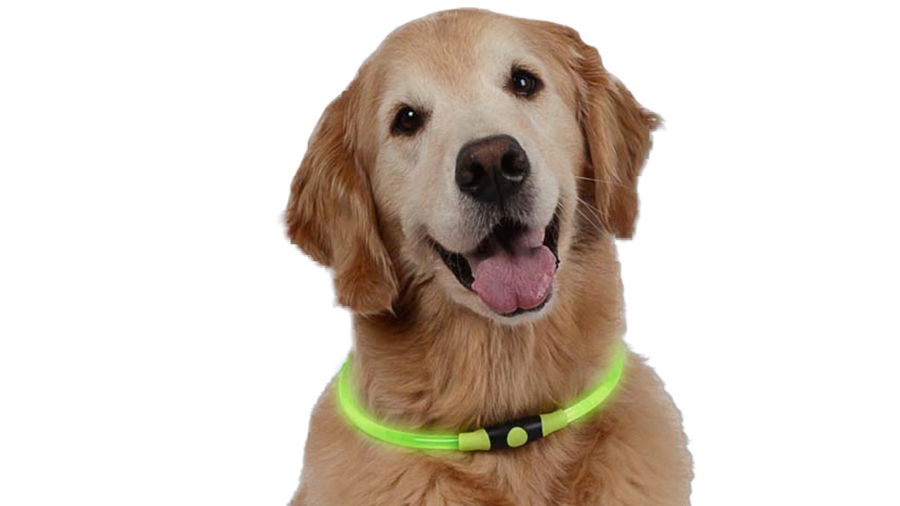 dog wearing safety light up collar